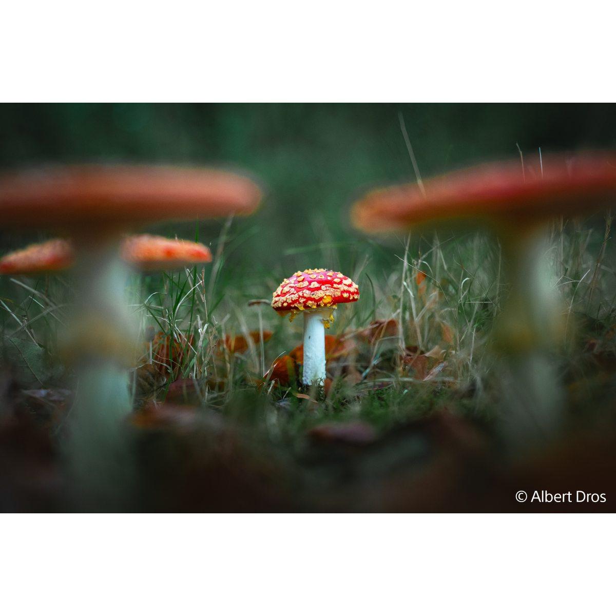 SONY FE 28-70mm F2 OSS GM full-frame con attacco  E-mount - Obiettivo zoom ad apertura costante F2.