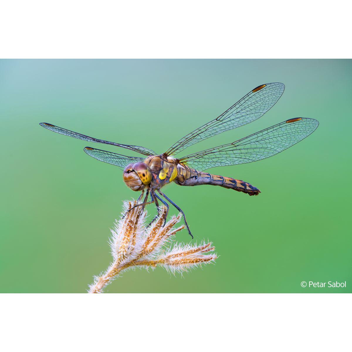 SONY FE 100mm F2.8 macro GM OSS | Obiettivo macro full-frame